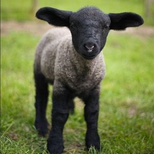 Meet your Posher, Kenny